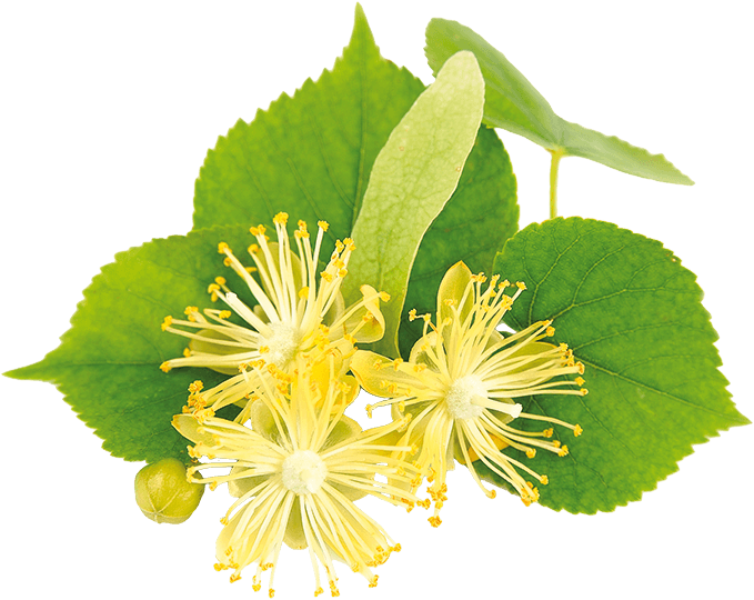 what is lime flower