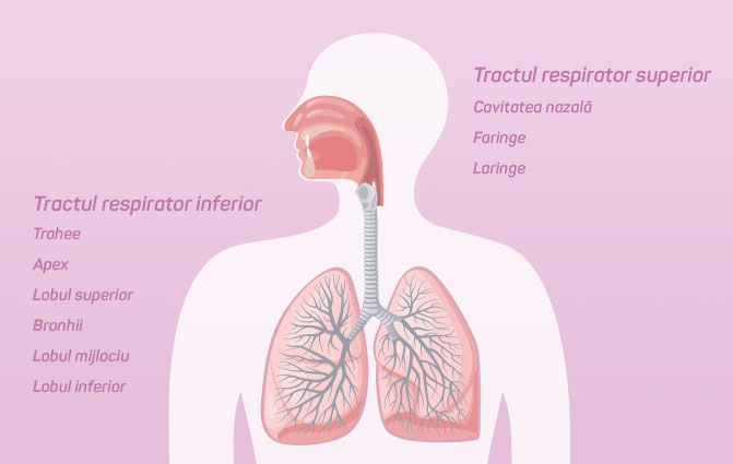 Tractul respirator superior și inferior